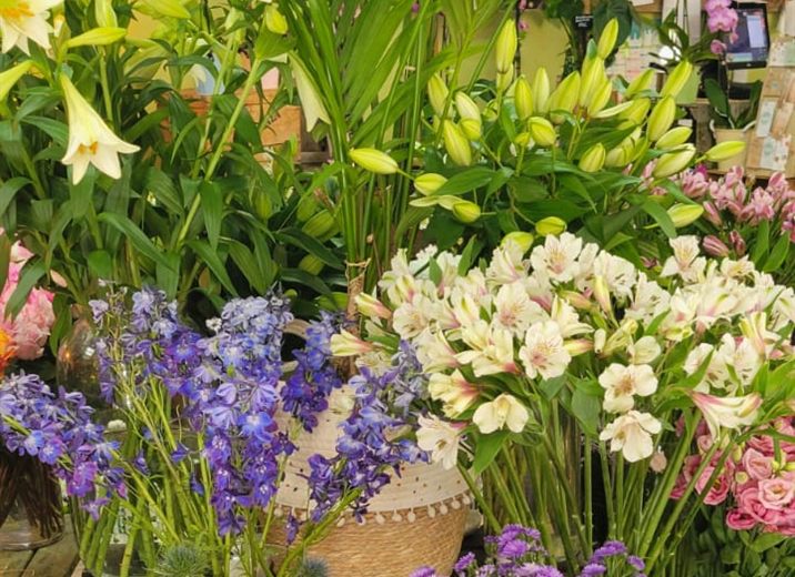Fleurs coupées en boutique, chardons et lys