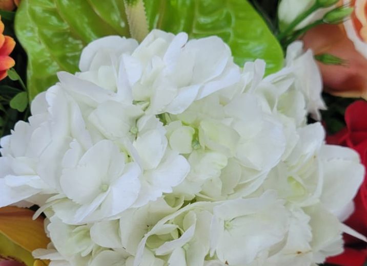 Détail composition florale, hortensia blanc et rose rouge
