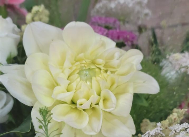 Dahlia jaune pâle et fleurs de dentelle