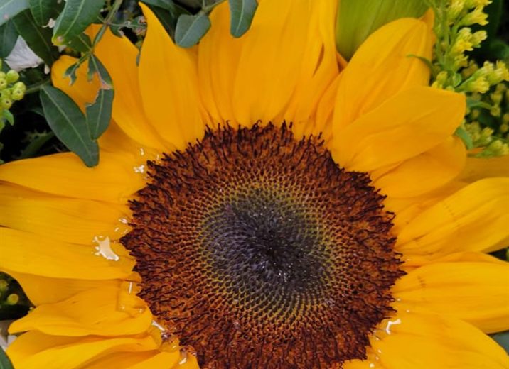 Tournesol et lys blancs, détail